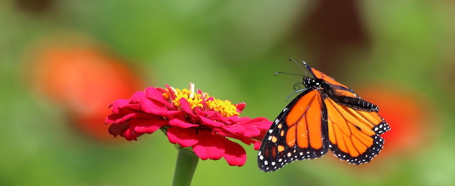 A Monarch Butterfly flies about the brightly colored flowers in my garden.