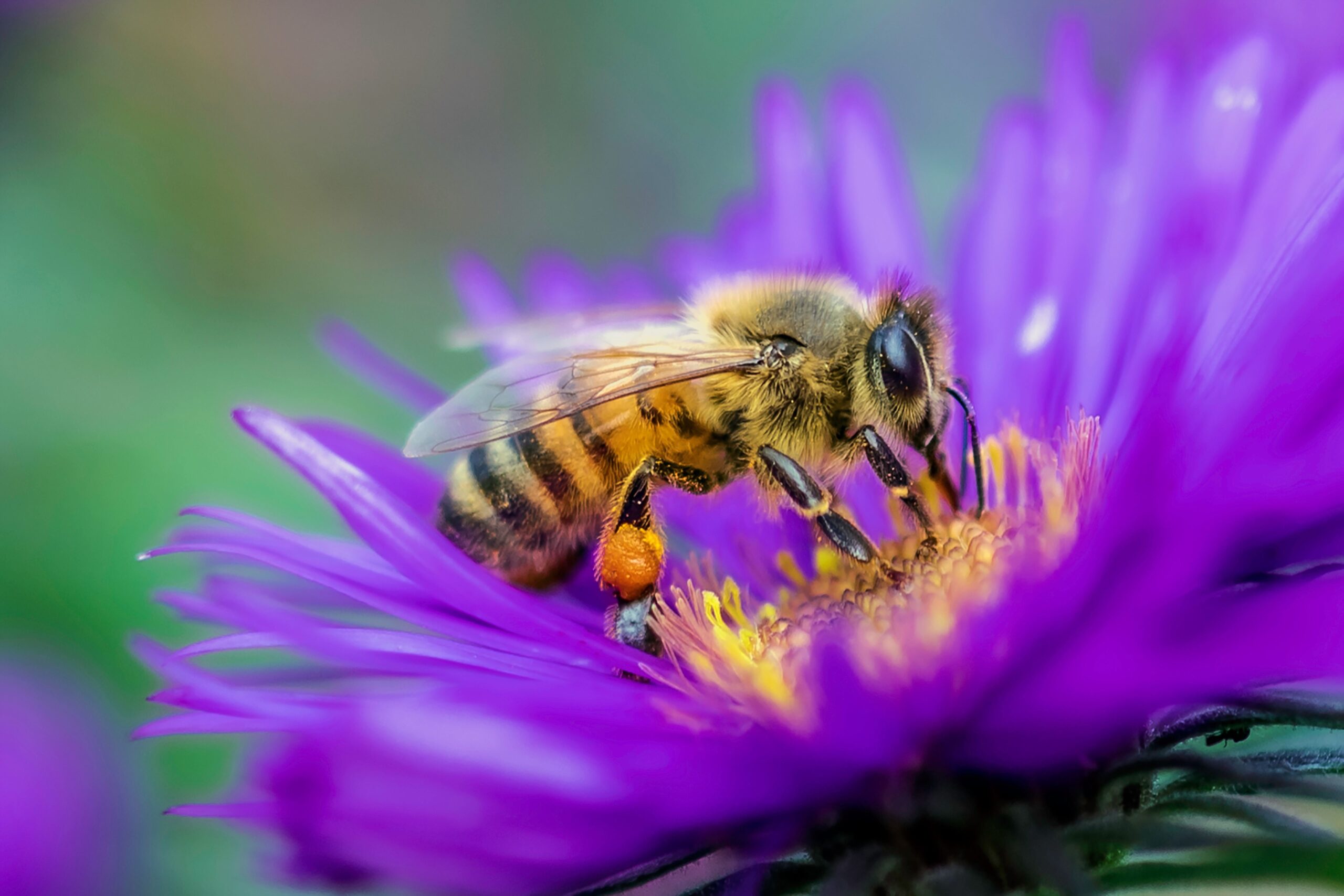 Honey bee sitting on a purple flower