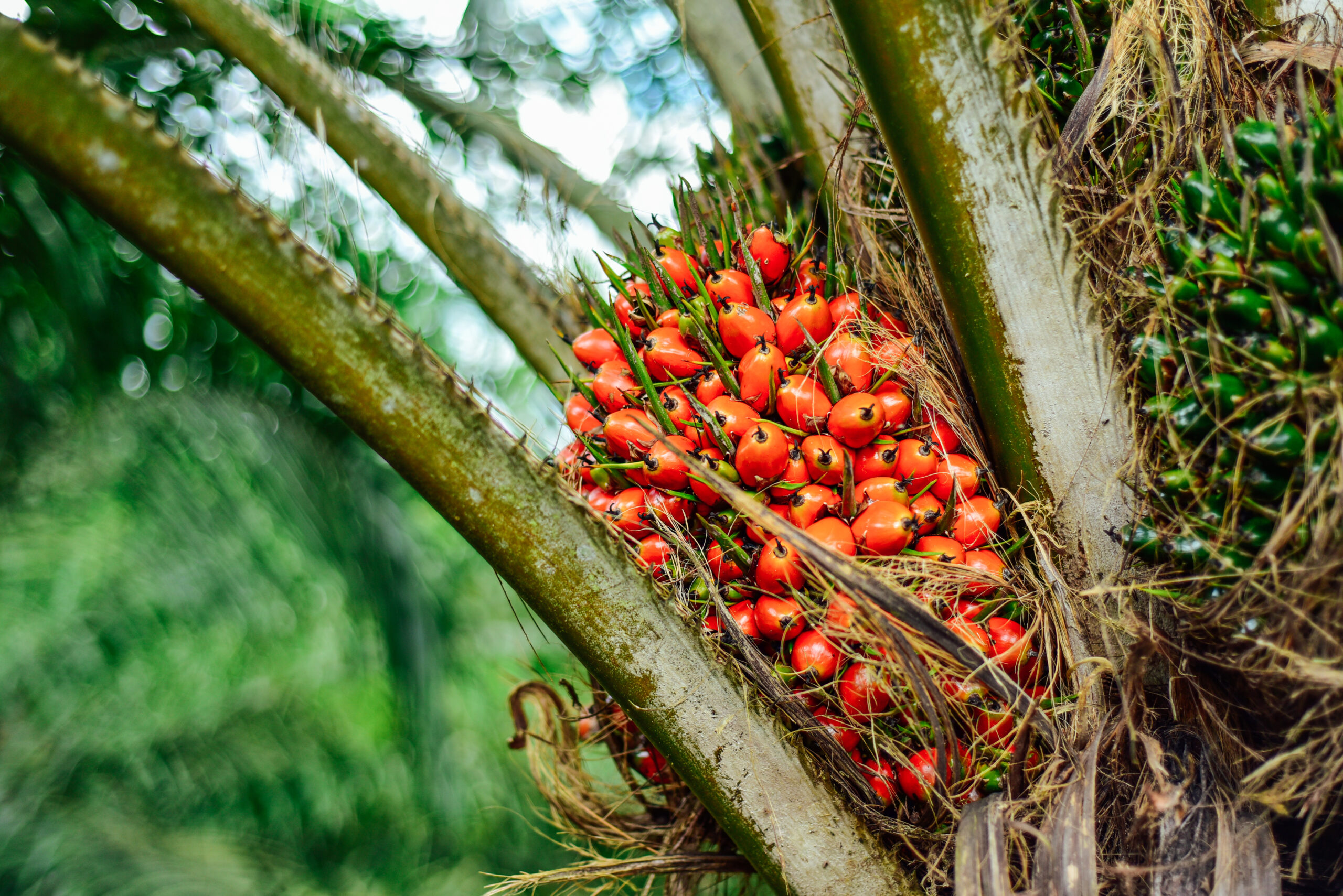 Medium close up of oil palm fruits on trees