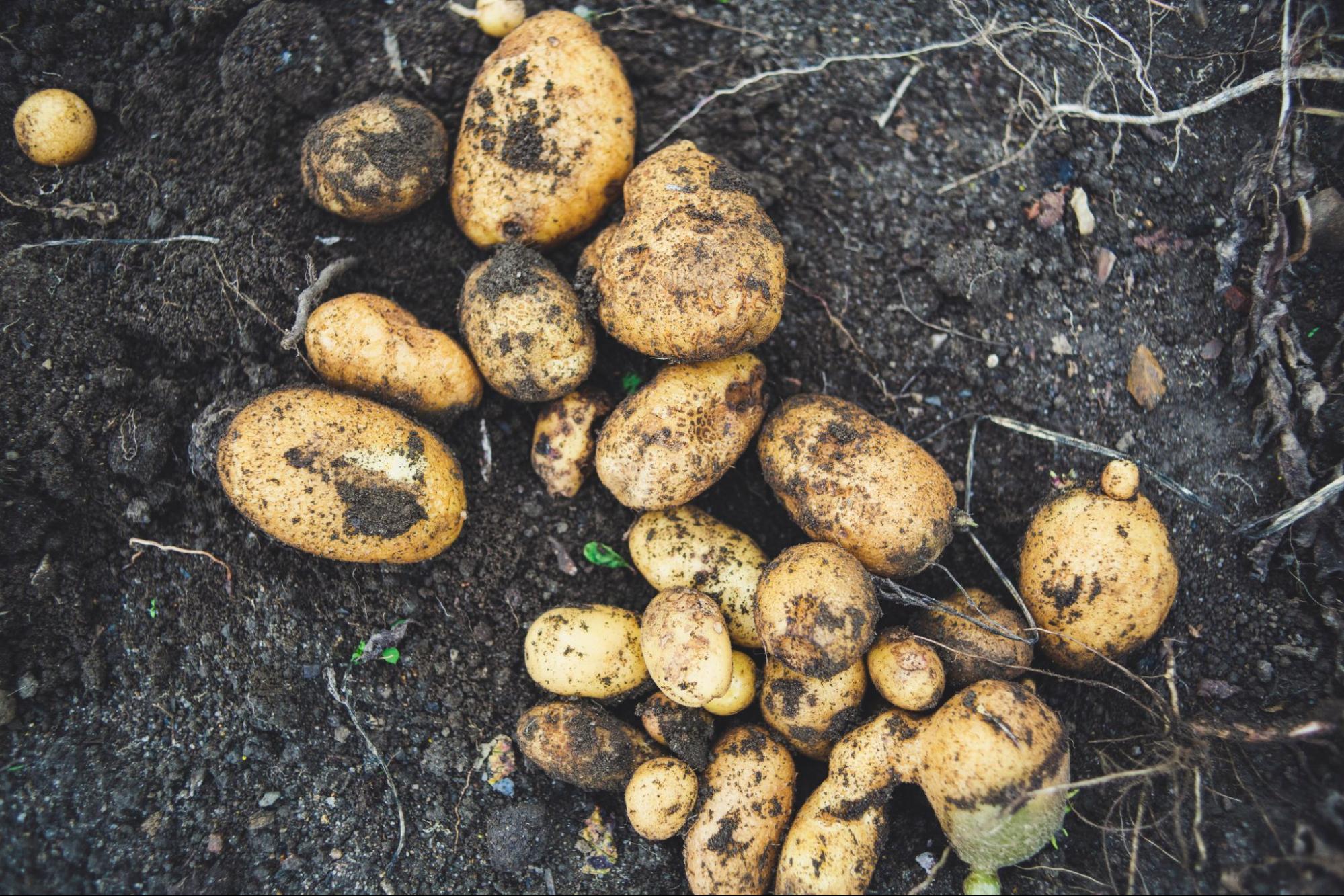 White potatoes laying on the ground pulled out from the soil