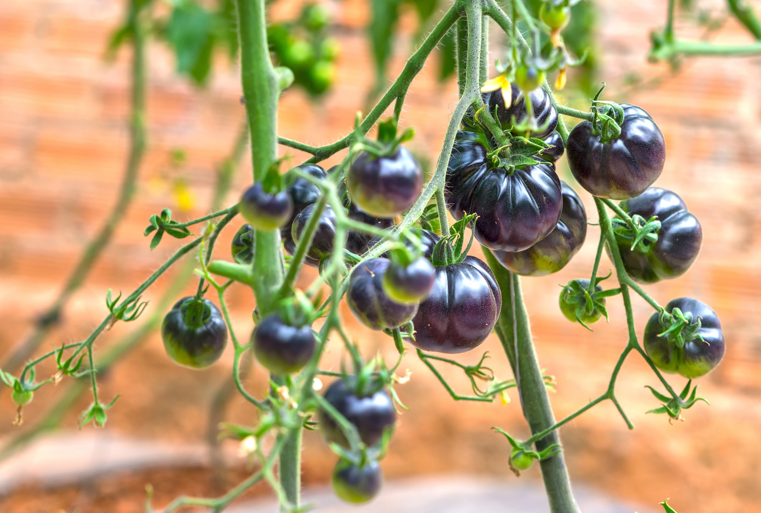 Purple tomatoes vine