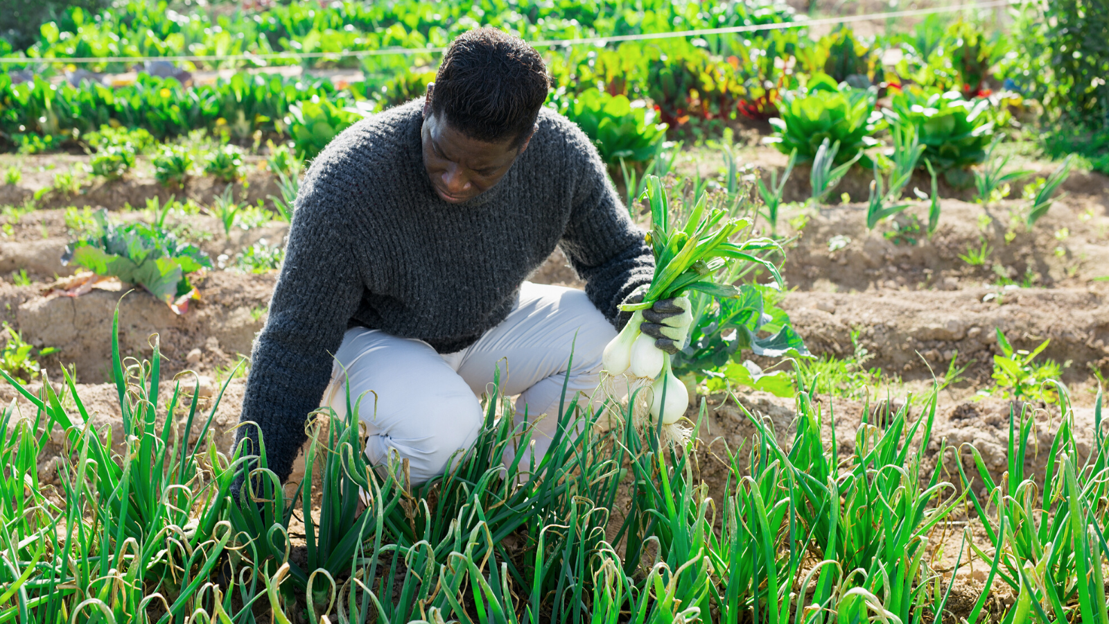 The Case for Debt Relief for Black Farmers