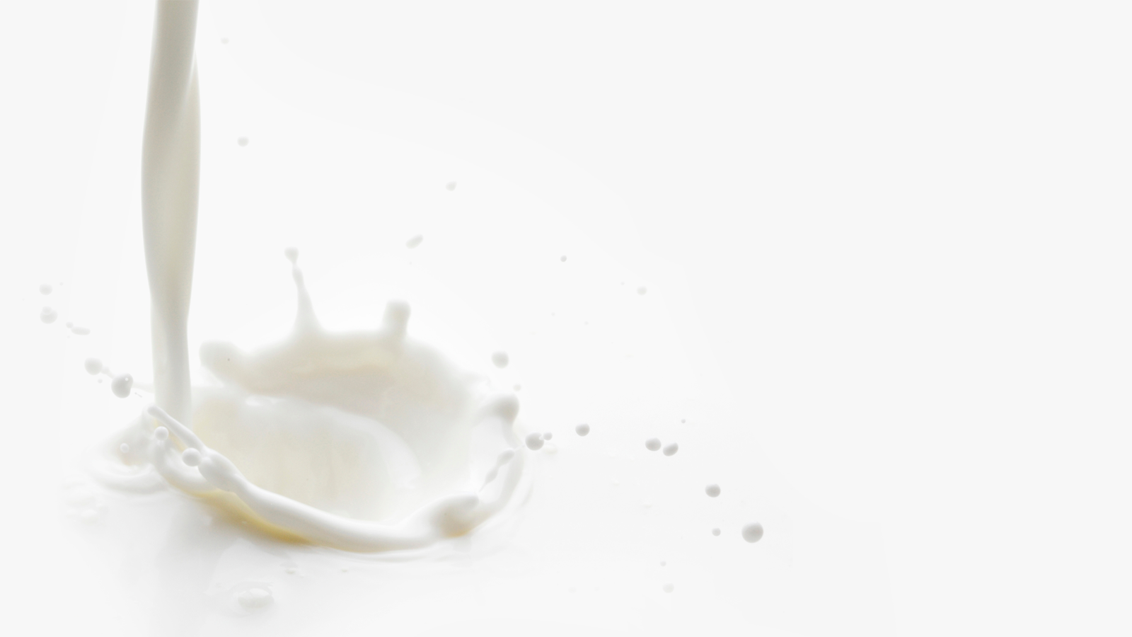 Pouring milk splash isolated on white background macro