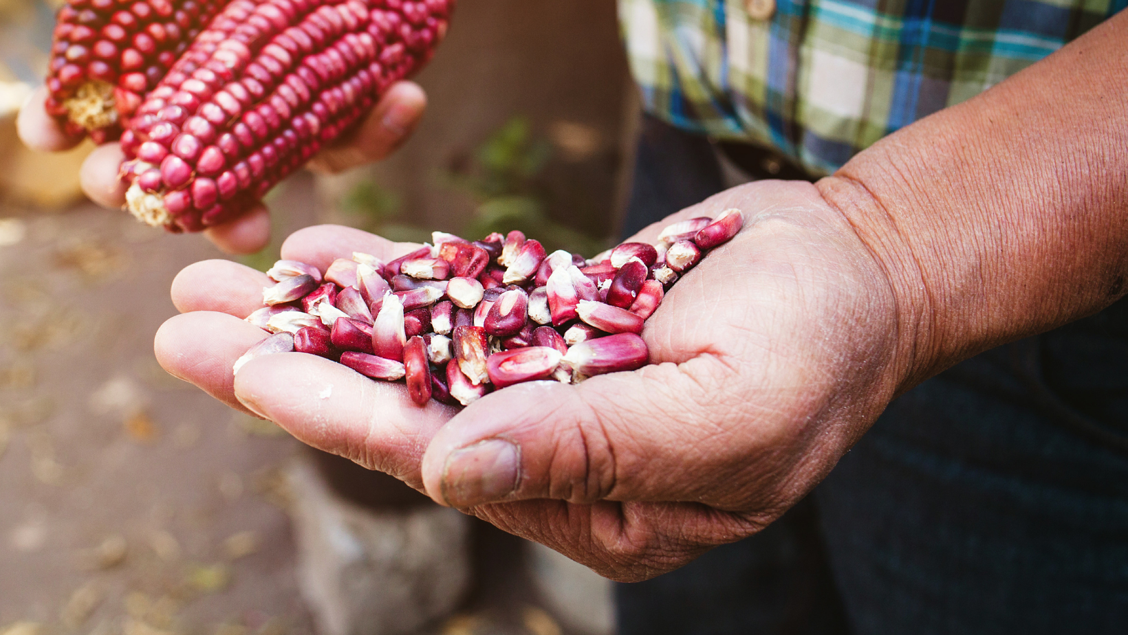A farmer holding heritage red corn in his left hand