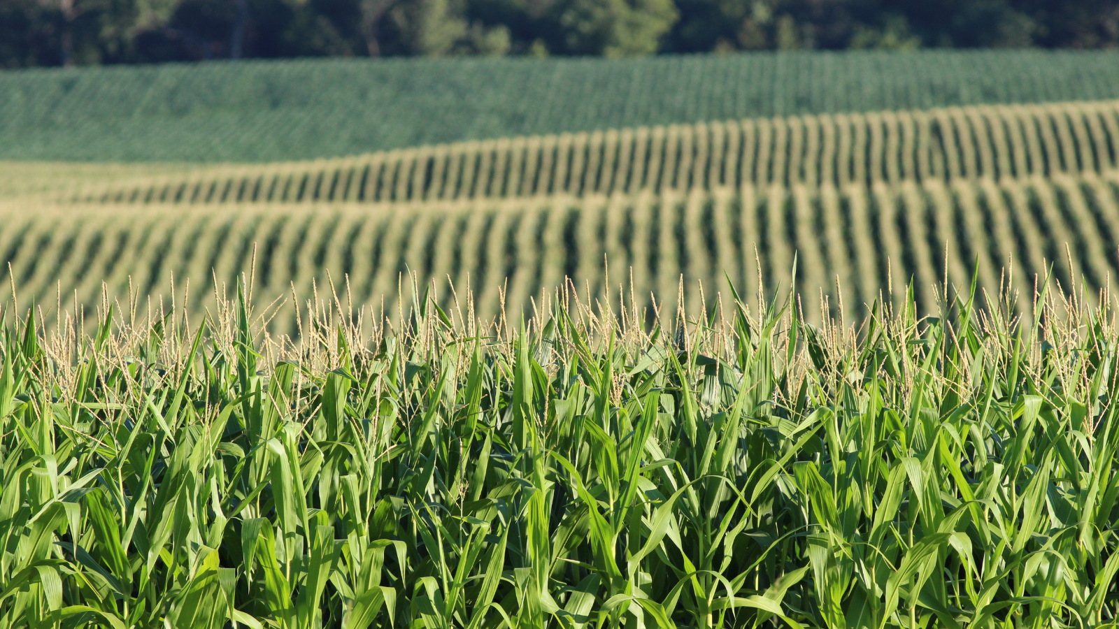 Corn crop field