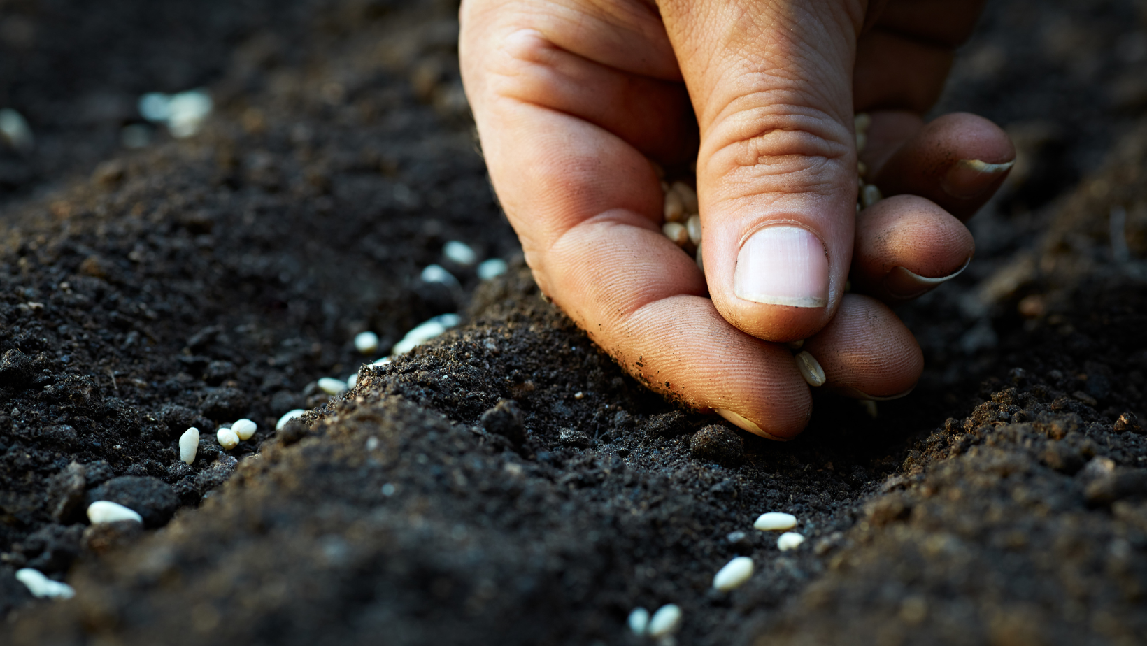 Hands planting seeds on the ground in dark brown soil